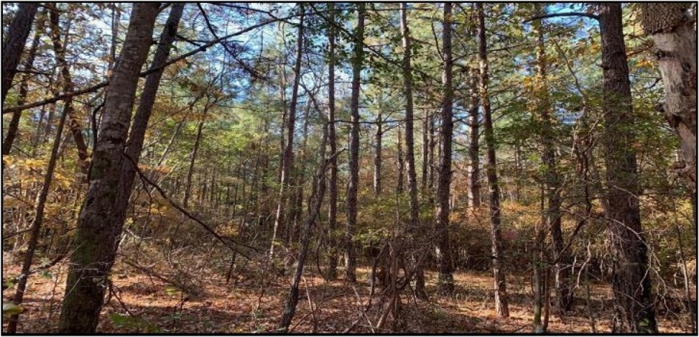 15 B Acres in Neshoba County in Philadelphia MS featured image