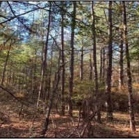 15 B Acres in Neshoba County in Philadelphia MS