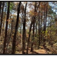 15 B Acres in Neshoba County in Philadelphia MS images 3