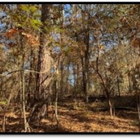 15 B Acres in Neshoba County in Philadelphia MS images 4