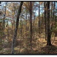 15 B Acres in Neshoba County in Philadelphia MS images 5