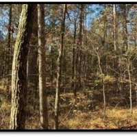 15 B Acres in Neshoba County in Philadelphia MS images 6