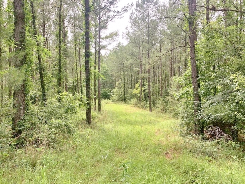 77 Acres MS Timberland Investment Property for Sale SW MS featured image