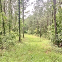 77 Acres MS Timberland Investment Property for Sale SW MS