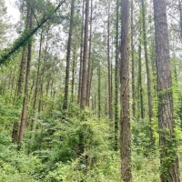 77 Acres MS Timberland Investment Property for Sale SW MS images 2