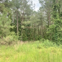 77 Acres MS Timberland Investment Property for Sale SW MS images 4