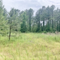 77 Acres MS Timberland Investment Property for Sale SW MS images 5
