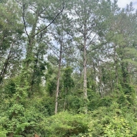 77 Acres MS Timberland Investment Property for Sale SW MS images 6