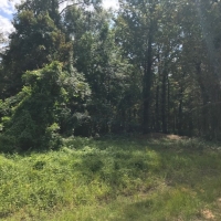 MS - Warren Swamp Donkey Properties 6 shares of 12 - 516 ac share For Sale images 5
