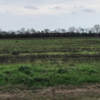 LA - Richland Thomason 91 acres - images 3
