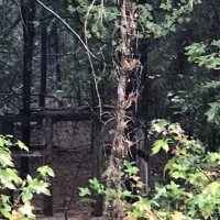 LA - LaSalle Hayes 20 acres - images 3