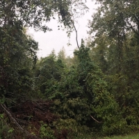 LA - LaSalle Hayes 20 acres - images 5