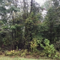 LA - LaSalle Hayes 20 acres - images 6