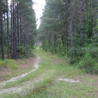 Mathews Creek Plantation images 2