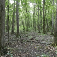Mathews Creek Plantation images 3