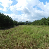 Mathews Creek Plantation images 4