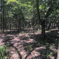 OK - Leflore Hudson 307 acres - images 2