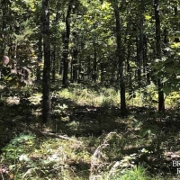 OK - Leflore Hudson 307 acres - images 3