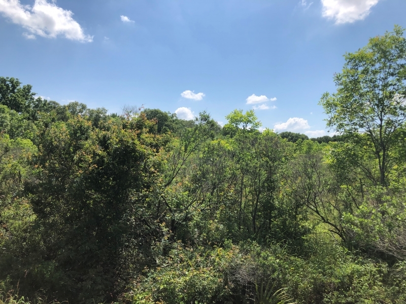 LA - West Carroll Trailer Cut 59 acres - featured image