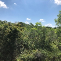 LA - West Carroll Trailer Cut 59 acres -