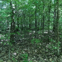 LA - West Carroll Trailer Cut 59 acres - images 2