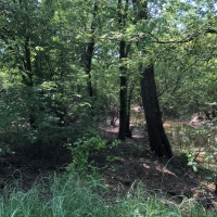 LA - West Carroll Trailer Cut 59 acres - images 3