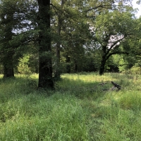 LA - West Carroll Trailer Cut 59 acres - images 4