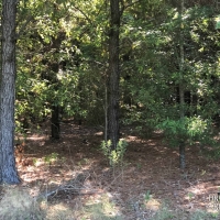 LA - Richland Calhoun 20 acres -