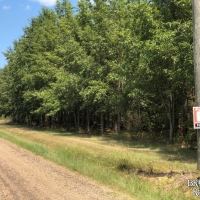 LA - Richland Calhoun 20 acres - images 3