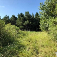 LA - Richland Calhoun 20 acres - images 5