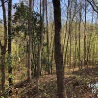 MS - Jefferson Chambliss 143 acres - images 2