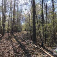 MS - Jefferson Chambliss 143 acres - images 6