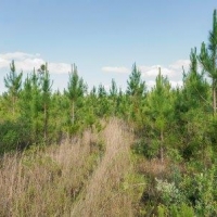 Osteen Road - Tract 2 images 4