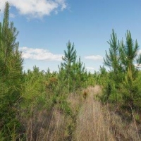 Osteen Road - Tract 2 images 3