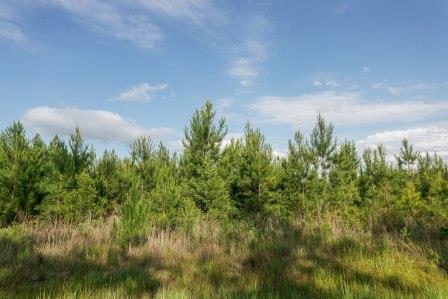 Osteen Road - Tract 2 featured image