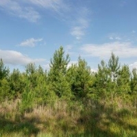 Osteen Road - Tract 2
