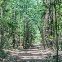 15 Acres Joe Allen Road images 2