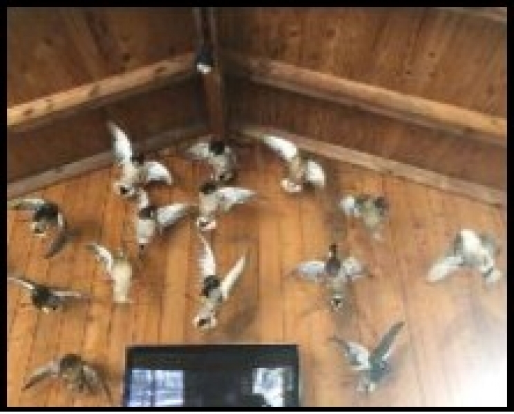 Equity Share and Private Room in Leflore County in Greenwood MS at Backwater Brake Timber Company featured image