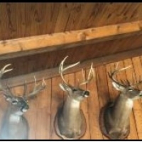 Equity Share and Private Room in Leflore County in Greenwood MS at Backwater Brake Timber Company images 2