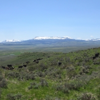 Miller Land Cattle Company images 4