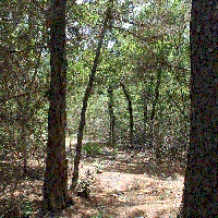 Red Rock, Texas 25 acre forrested ranch with overnight accomodations