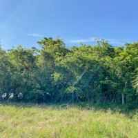 5 Acres Tract 8 Mustang Oaks images 4
