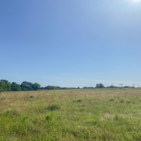 5 Acres Tract 8 Mustang Oaks images 6