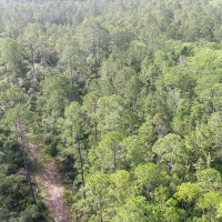 Ocklawaha River Preserve - Parcel 5 images 4