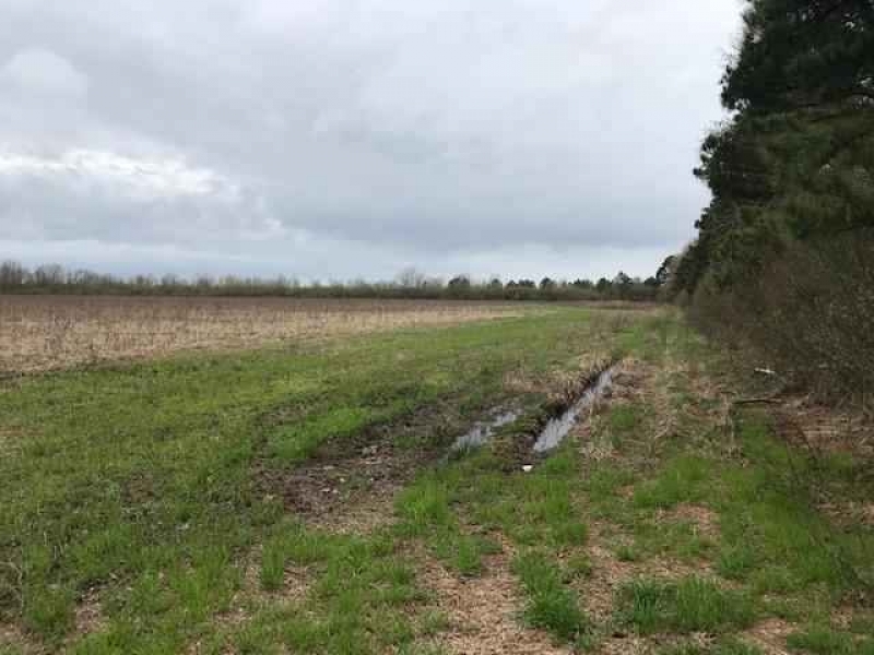 AR - Ashley Toon 156 acres - featured image