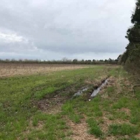 AR - Ashley Toon 156 acres -