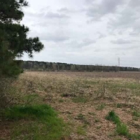 AR - Ashley Toon 156 acres - images 3