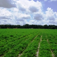 Rad Denmark Farm - Tract 3