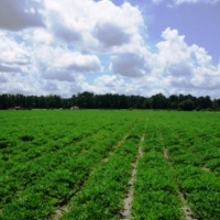 Rad Denmark Farm - Tract 3 images 2