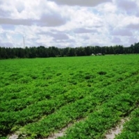 Rad Denmark Farm - Tract 3 images 5